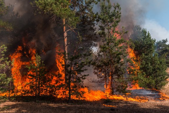 Waldbrandbekämpfung